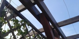 Coprire una pergola con le piante 1554 0 Coprire una pergola con le piante